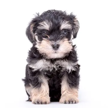 数据分析师形象图